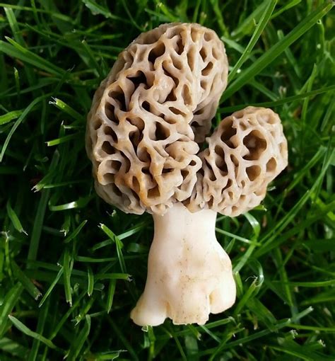 Michigan-Shaped Morel Mushroom For Sale on eBay