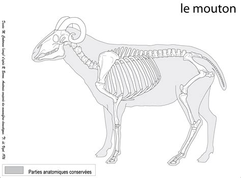 Ovis aries, domestic sheep | Animal skeletons, Cats art drawing ...