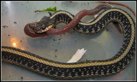 kingsnake.com photo gallery > Garter Snakes > Eating a worm