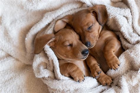 Premium Photo | Cute sleeping dachshund puppies beautiful little dogs lie on the bedspread