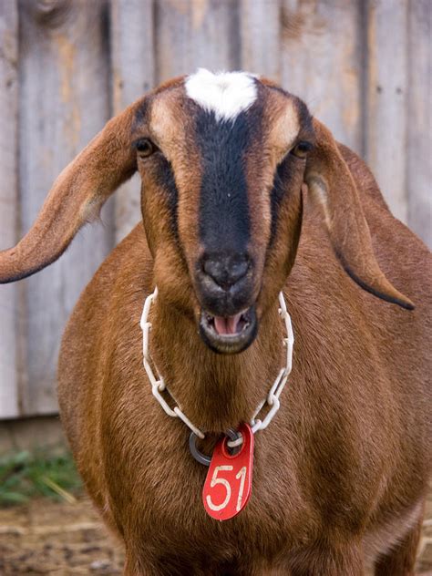 Domestic Nubian Dairy Goat Photograph by Bonnie Sue Rauch - Pixels