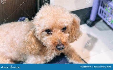 A Cute and Adorable Brown Poodle Stock Image - Image of brown, paws: 288809859