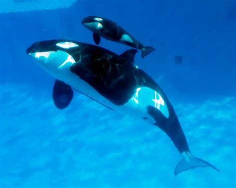 O Melhor de Orlando - FL: Bebê orca nasce no SeaWorld San Diego, Califórnia