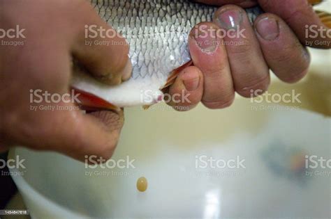 Ide Fish Hatchery Stock Photo - Download Image Now - Aquaculture, Animal Husbandry, Bred in ...