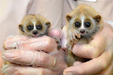 You met our pygmy slow loris... - Brookfield Zoo Chicago