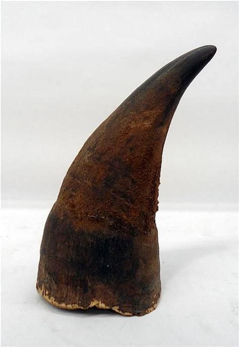 1947 African Black Rhino Horn with Harvest Photo - Natural History - Industry Science & Technology