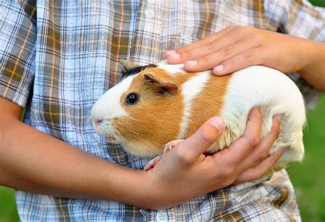 15 Cute Guinea Pig Breeds for Those Who Are Looking to Adopt One