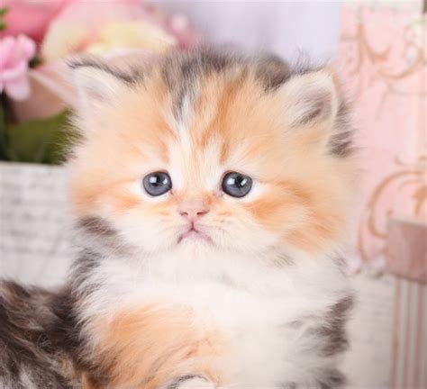 20+ Calico Cat Kittens For Sale - Furry Kittens