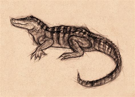 Scientific Illustration | sarah-oconnell: Sketch of a baby alligator ...