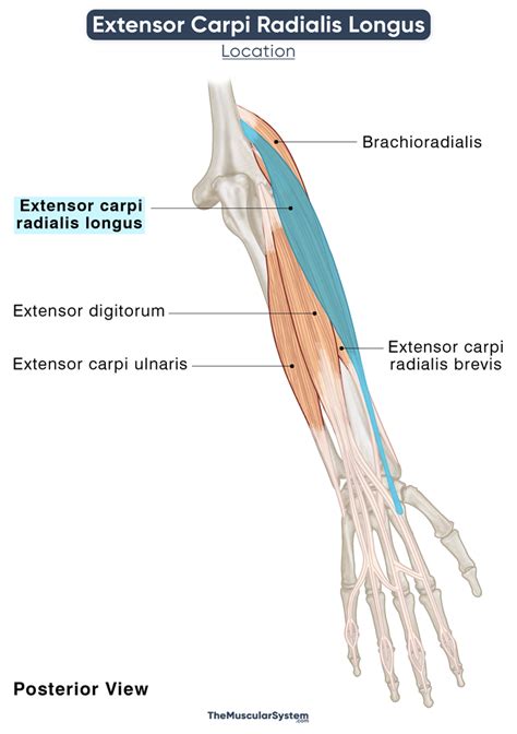 Extensor Carpi Radialis Longus: Action, Origin, Insertion, & Innervation