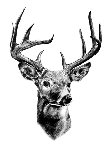 Deer Face Sketch at PaintingValley.com | Explore collection of Deer Face Sketch