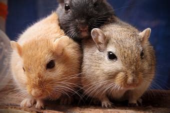 List of Rodents That Make Good Pets: Which Kind to Choose? | LoveToKnow Pets