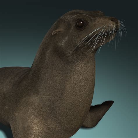 3d model california sea lion fur