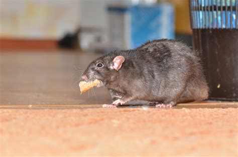 When to Call a Rat Exterminator - Home Run Pest & Termite Control