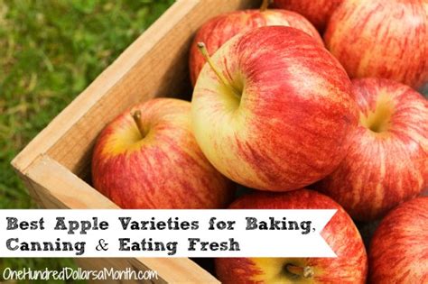 Best Apple Varieties for Baking, Canning and Eating Fresh - One Hundred ...