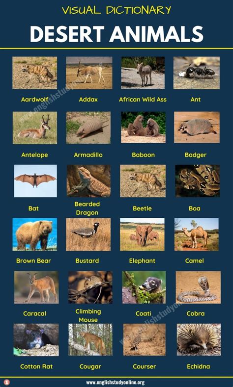 Desert Animals: List of 60+ Animals That Live in the Desert with Examples - English Study Online