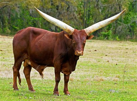 Watusi Cattle Breeds