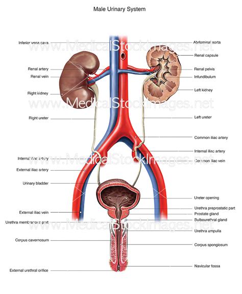 Male Urinary System – Medical Stock Images Company