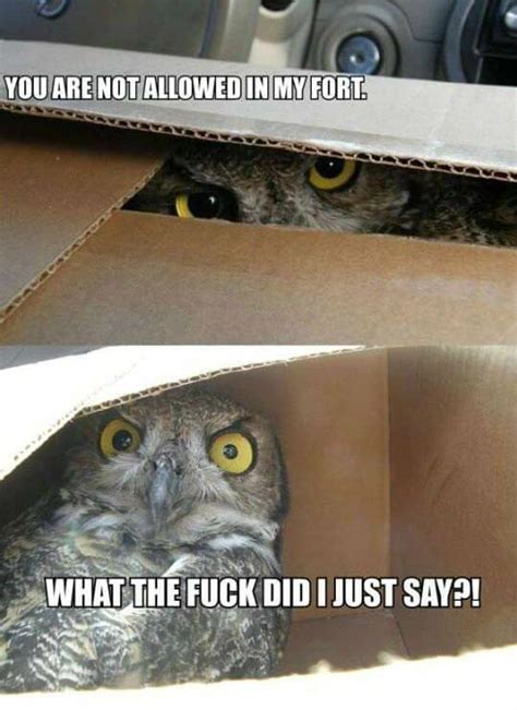 29 Funny Owl Memes That Are So Funny They're Actually a Hoot