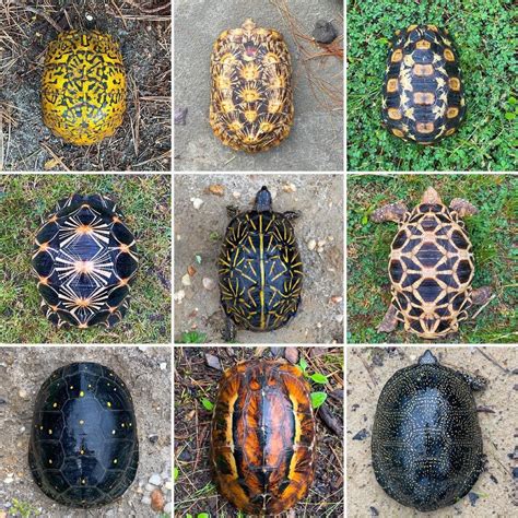 🔥 Turtle shell variations : r/NatureIsFuckingLit