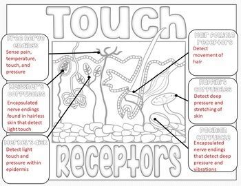 Sense of Touch - Touch Receptors Doodle Notes & Diagrams by Suburban Science