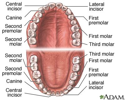 Human Teeth Diagram