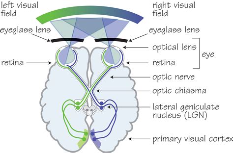 Human_visual_pathway 2 - OpticianWorks Online Optician Training