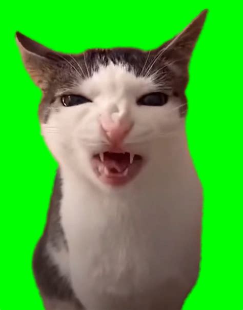 Cat Crunching meme - Crunchy Cat Luna (Green Screen) – CreatorSet