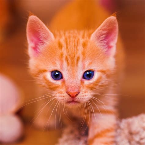 Orange tabby kitten HD wallpaper | Wallpaper Flare