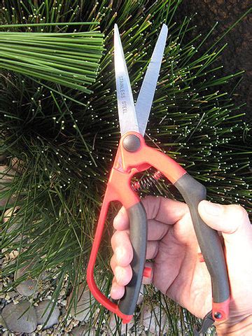 Garden Scissors – Wildflower Seed & Tool Company