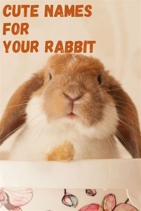 Bunny names – Artofit