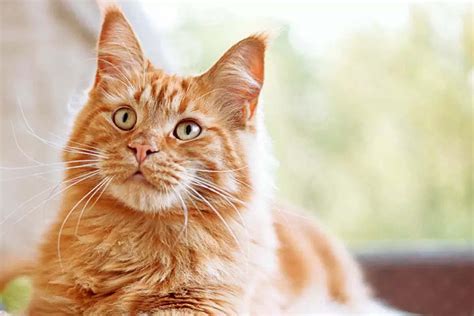 Orange Cat Breeds?