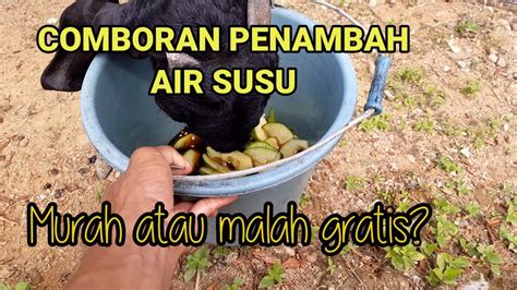 CARA AGAR AIR SUSU KAMBING MELIMPAH | COMBORAN GRATIS - YouTube