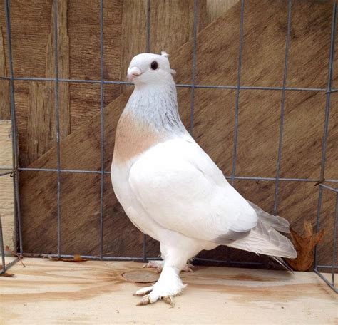 Fancy Pigeon Breeds: December 2014