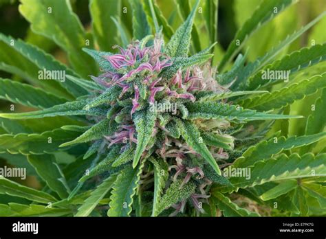 Cannabis Sativa 'Skunk' flowering plant Stock Photo - Alamy