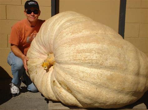 Giant Pumpkin Seeds (5 count): 500-700 lbs – Land O’ Giants