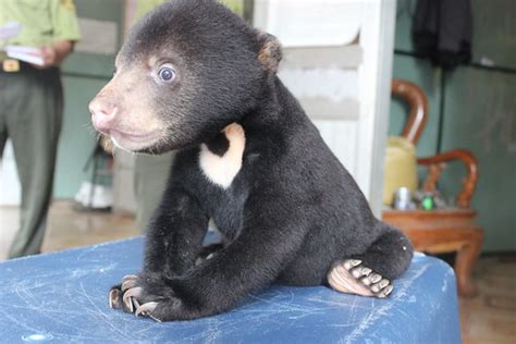 Trafficked bear cub found in backpack now safe in sanctuary