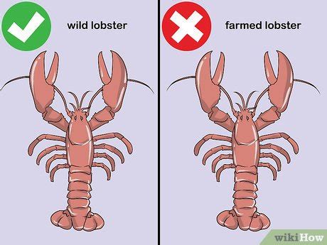 3 Ways to Store Live Lobster - wikiHow