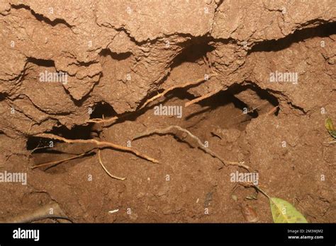 inside of termite mound Stock Photo - Alamy