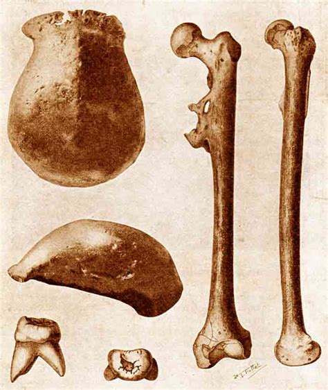 Sejarah Pithecanthropus Erectus. Kebudayaan, dan Ciri-cirinya