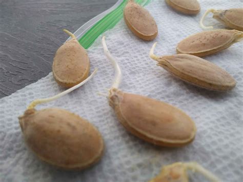 How to germinate and grow a giant pumpkin - My Silly Squirts