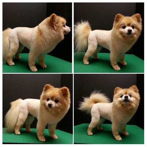 35 funny dog haircuts: These dogs are the real victims of laughter here!