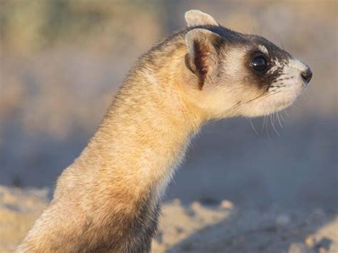 Black-footed Ferret | Species | WWF