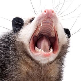 Possum Teeth