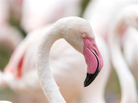 Where To See Flamingos In Florida- 17 Spots To Flock To In The Sunshine State - JR