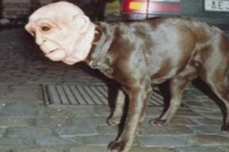 Top 10 Scariest Halloween Costumes for Dogs You Will Ever See - Paperblog