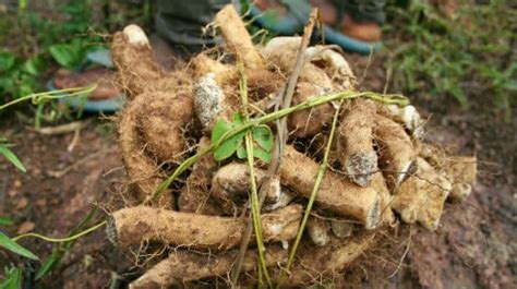 The Natural Benefits of Wild Yam Root in Bust Bunny