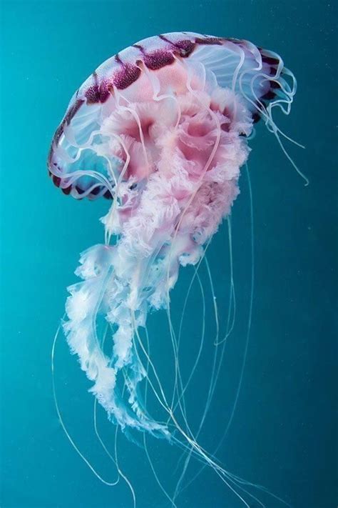 Pin de Angel Luis Quiñones en Medusas | Animáles de océano, Tipos de medusas, Criaturas marinas ...