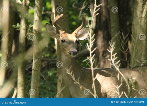 A Whitetail Buck with Antlers in Velvet in the Early Summer. Stock Image - Image of white ...