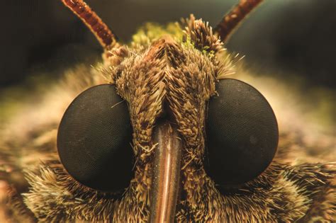 Extreme magnification – Moth head – front view | Creation 101